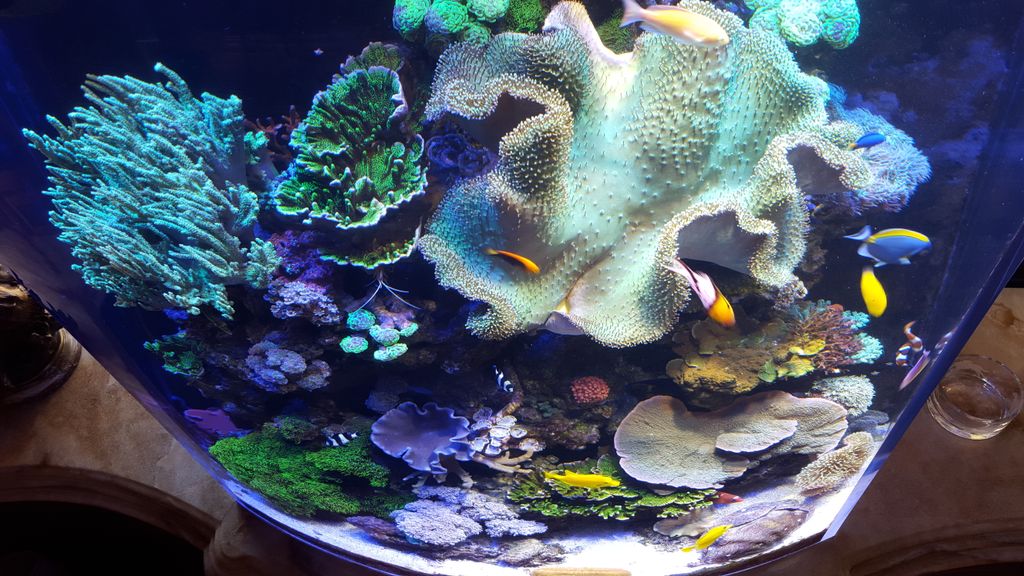 450 gallon reef tank. La Jolla, California. 2012-2