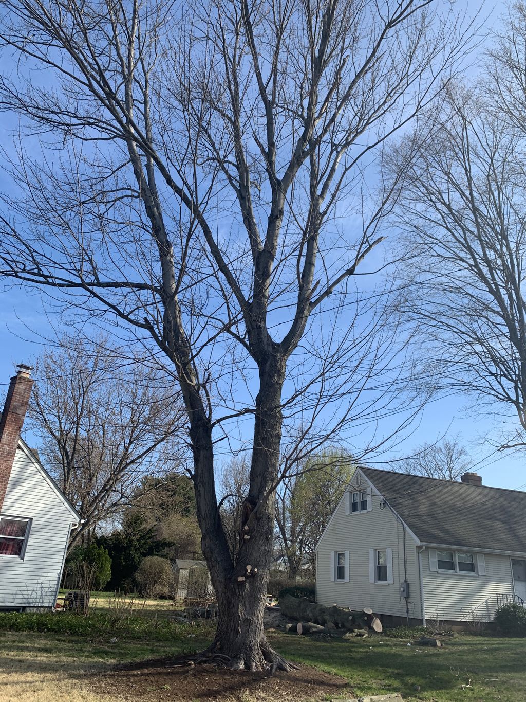 Tree Stump Grinding and Removal