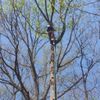 Tree solutions service Profile Picture