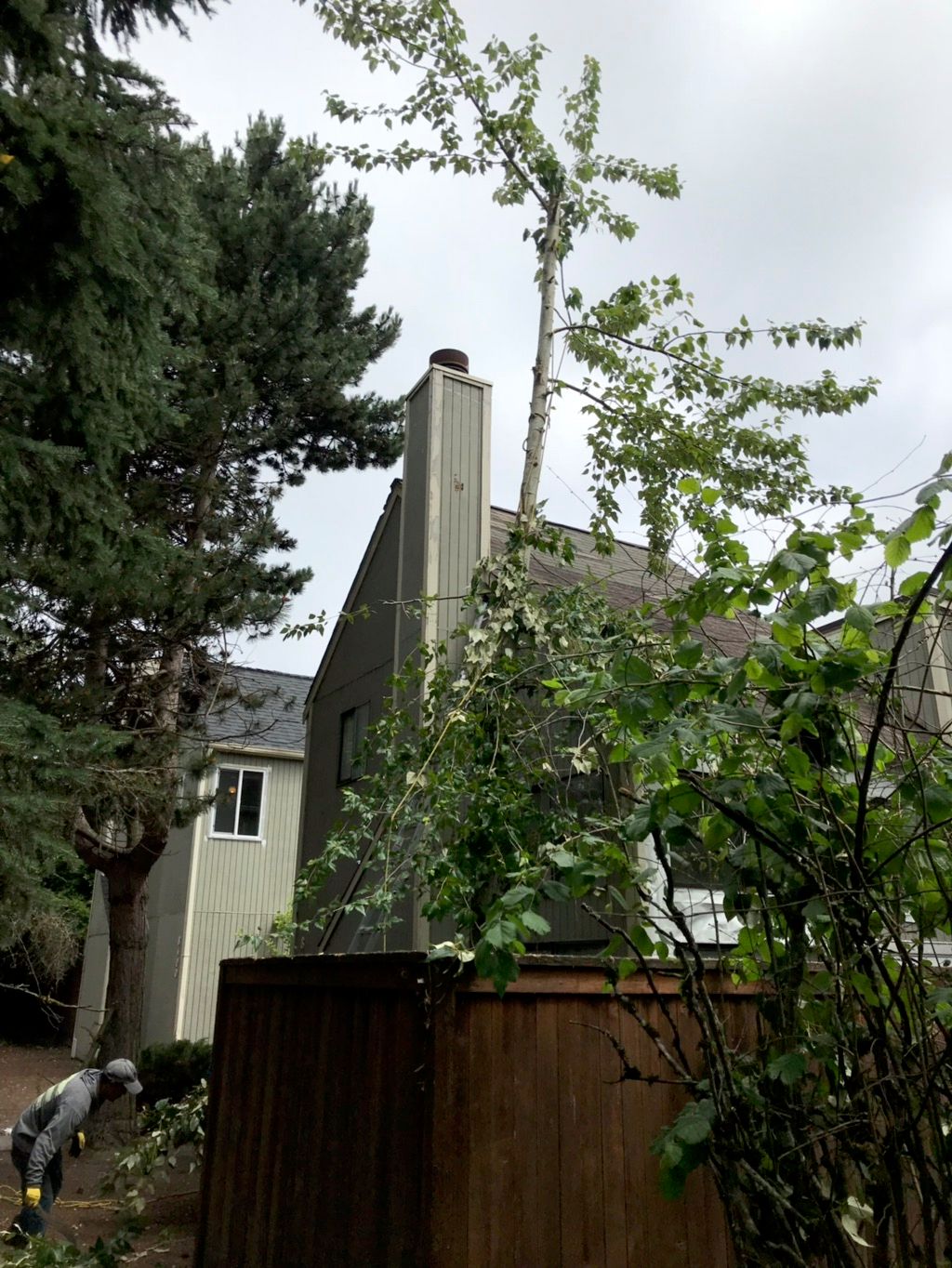 Before: we removed trees, gravel