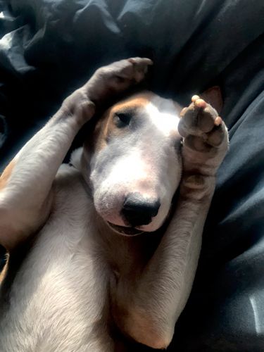 Handyman and His Dog