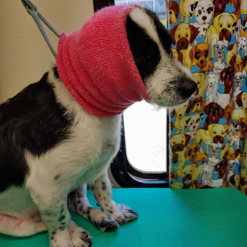 ClipNSnip Mobile Dog Grooming Waldorf, MD Thumbtack