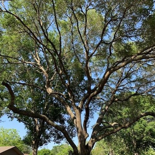 Garcia Professional Tree service did an excellent 