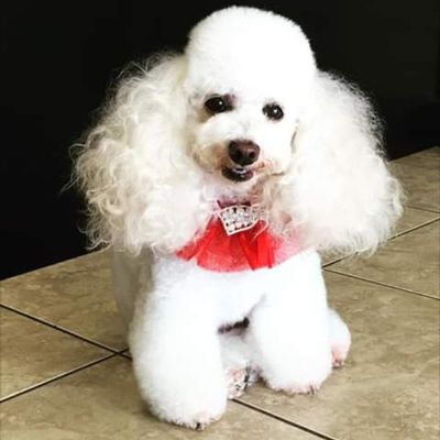 The 10 Best Mobile Dog Groomers in Columbus, OH 2020