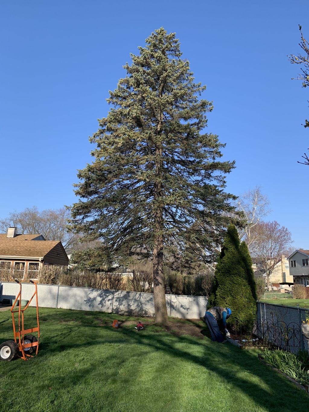 Tree Trimming and Removal