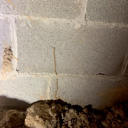 Subterranean termite tunnels 