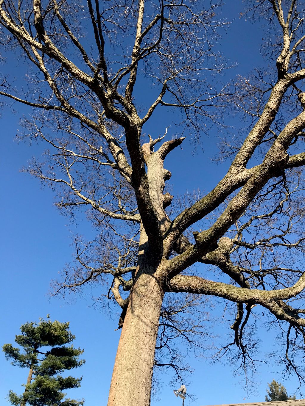 Tree Trimming and Removal