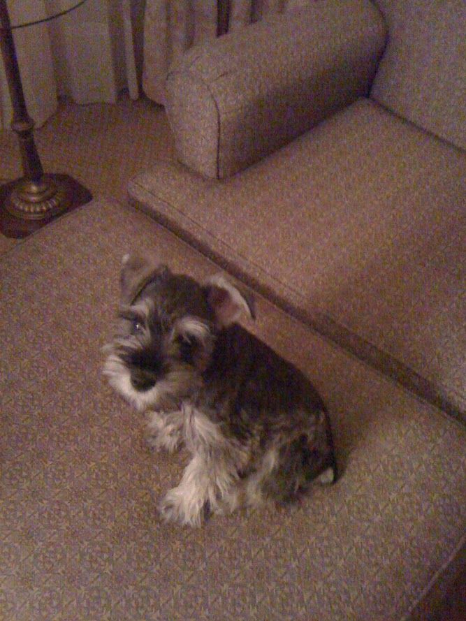 Mini Schnauzer learning house manners. 