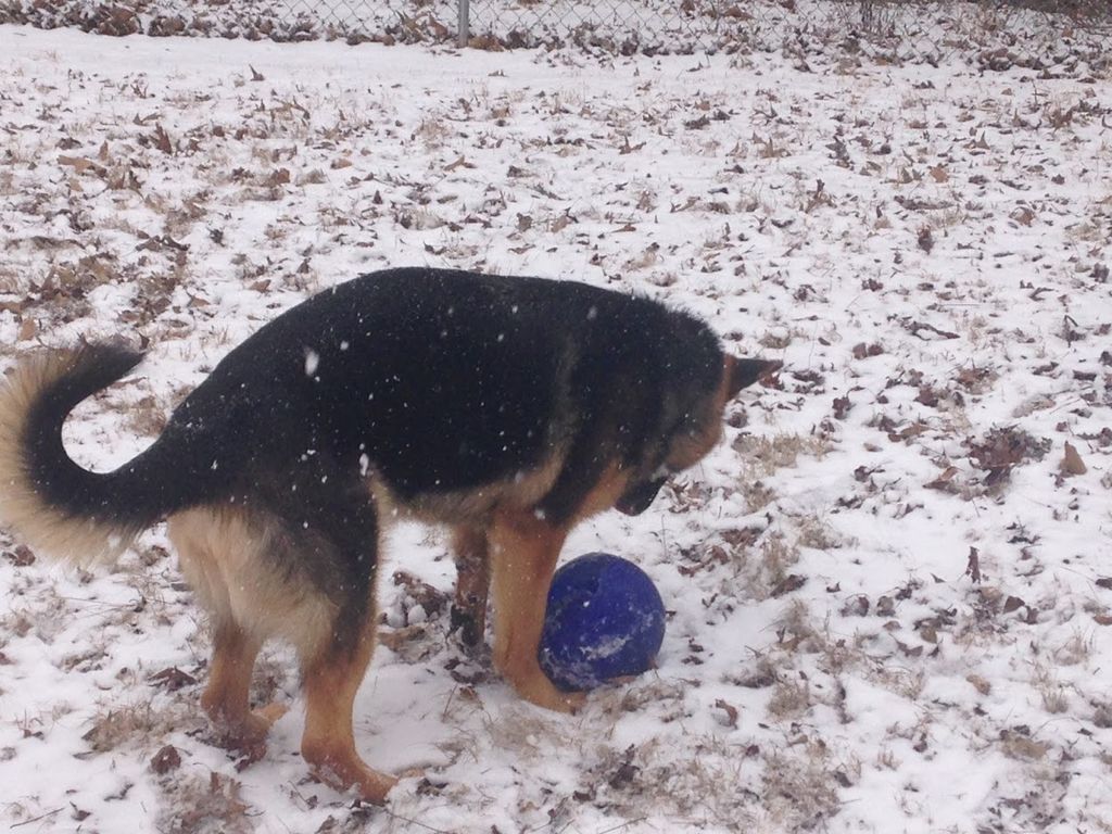 Sugar playing in snow