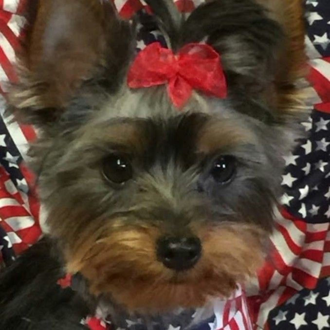 oakwood dog grooming