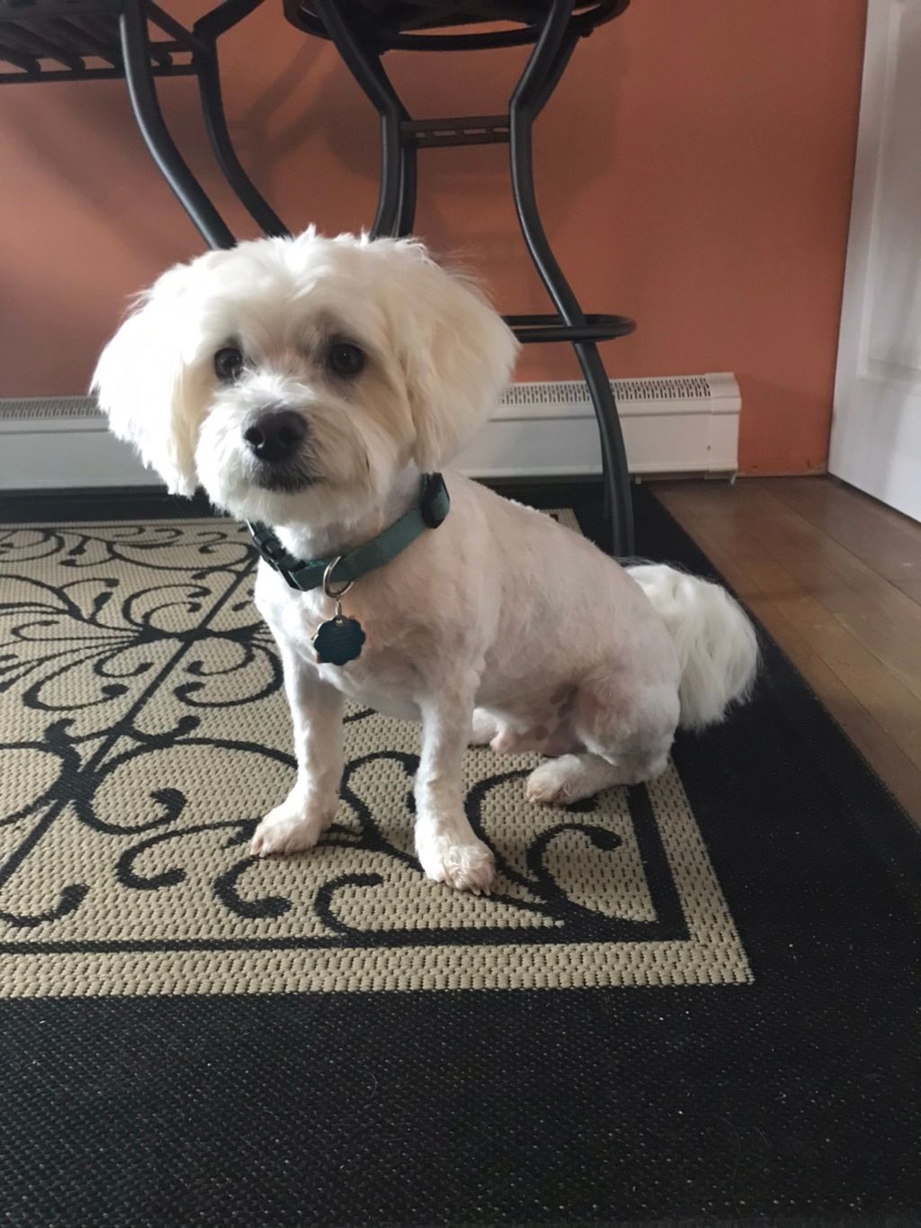 Customer photos