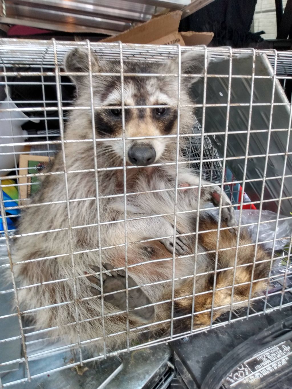 Raccoon eatting all your quarantine leftovers