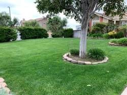 Beautiful green, healthy and weed free lawn 