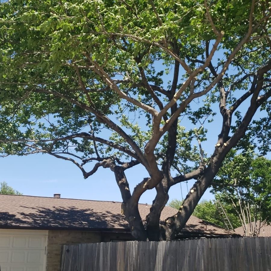 J&J Ramirez Tree Trimmers LLC