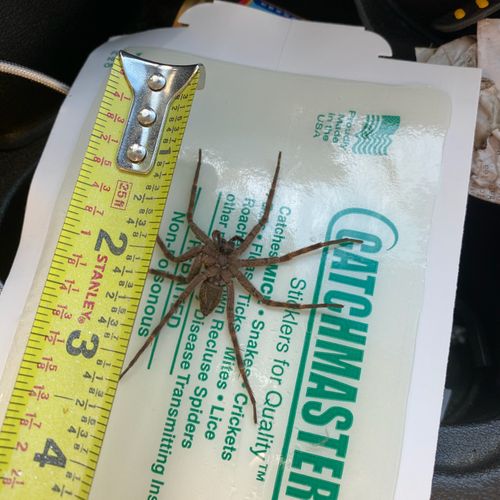 Black Diamond Pest Control Nashville Goodlettsville Tn