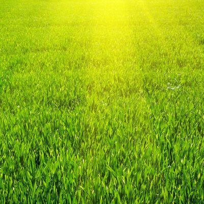 Avatar for Lawnscape Systems