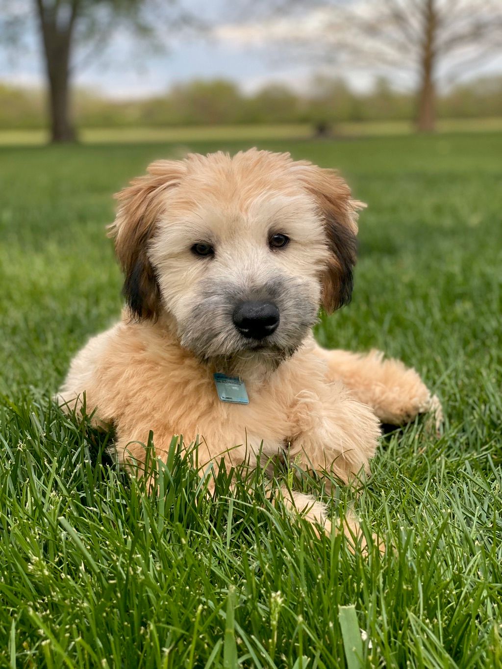 oakwood dog grooming