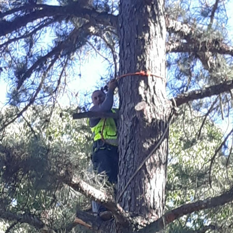 V&M tree Services