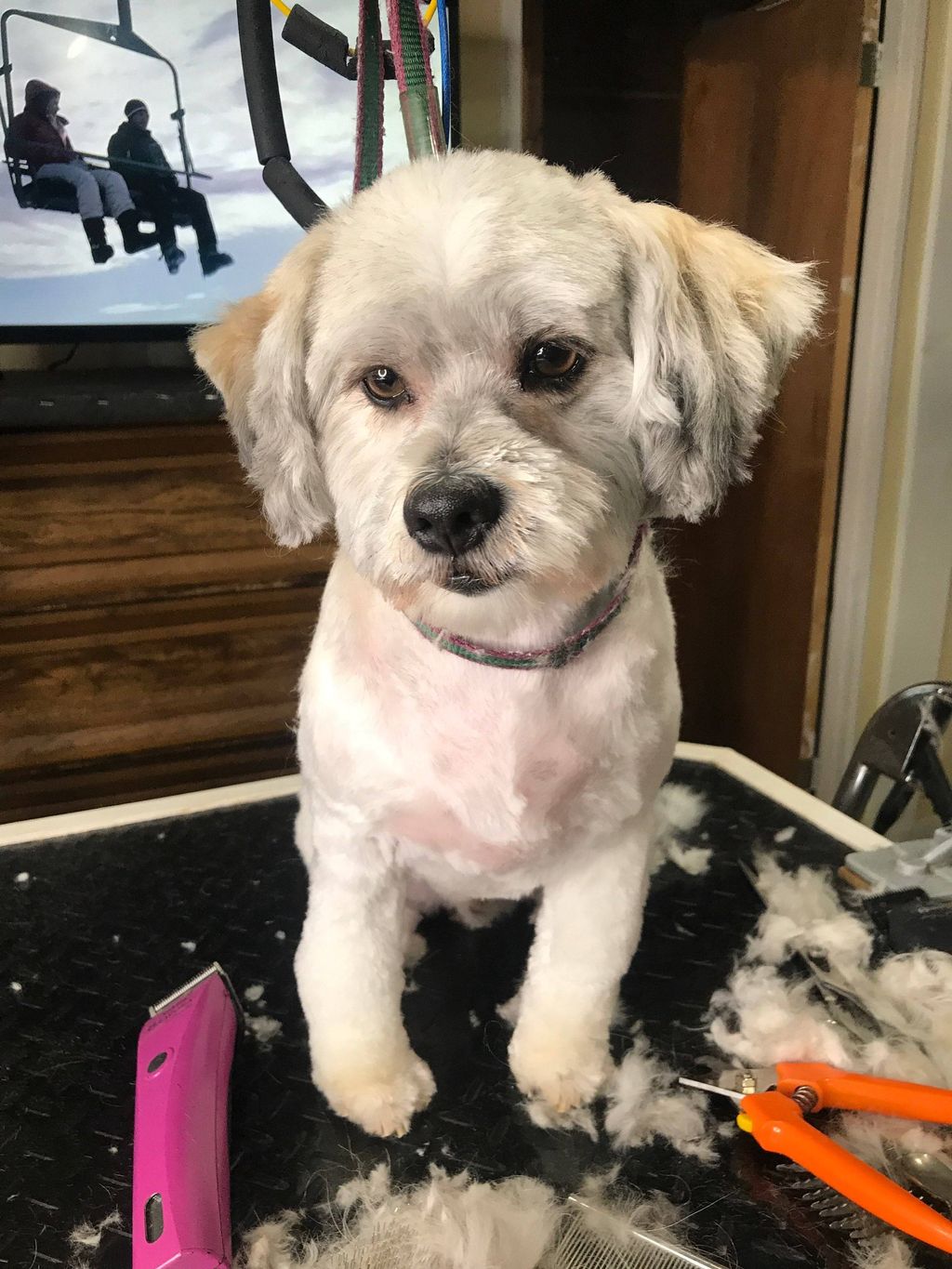 Customer photos