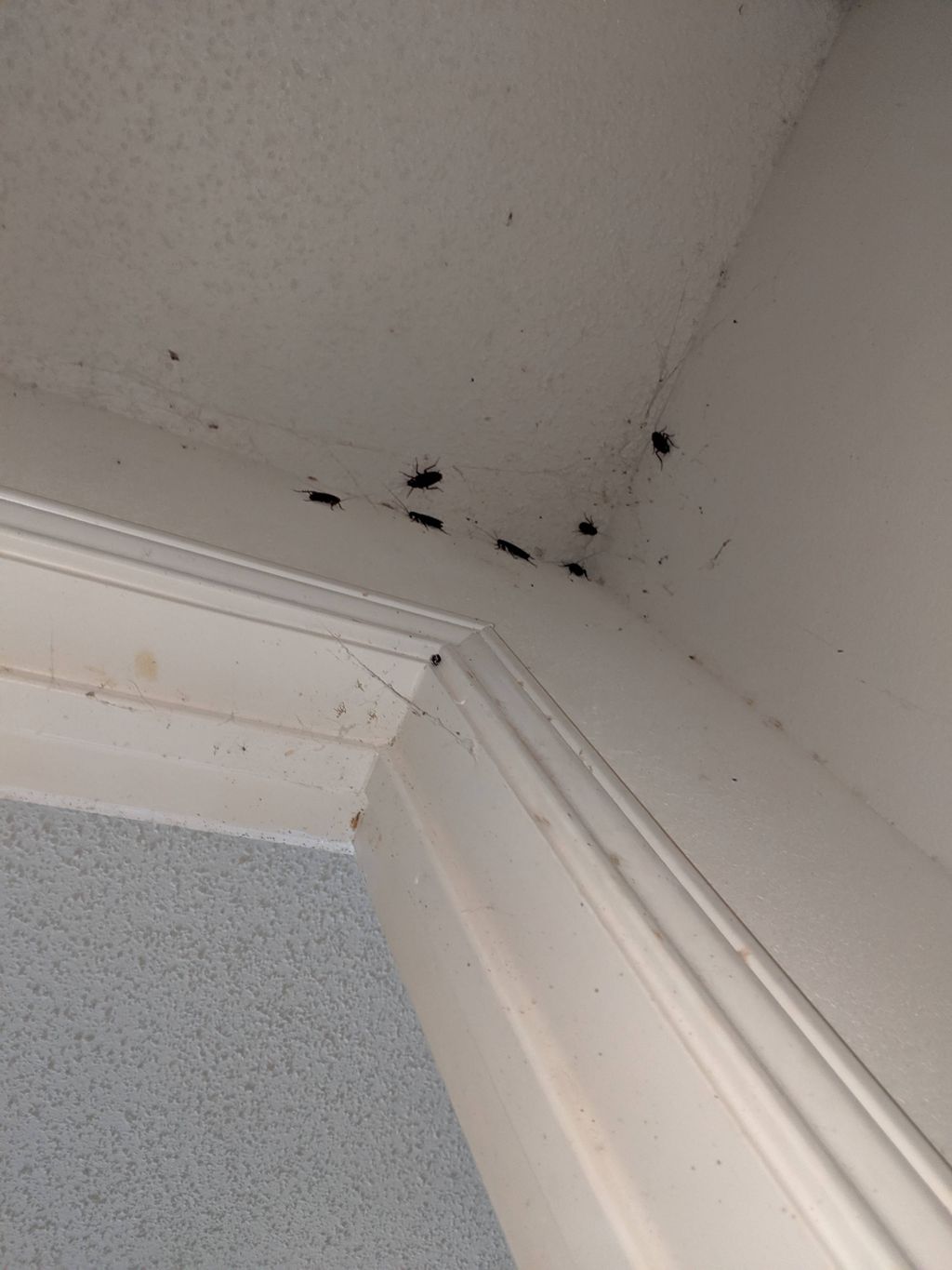American roaches in food pantry.