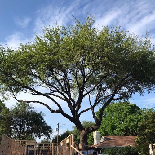 Tree Trimming and Removal