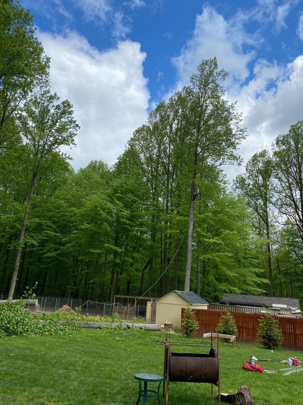 85 feet high poplar trees thanks for trusting in g