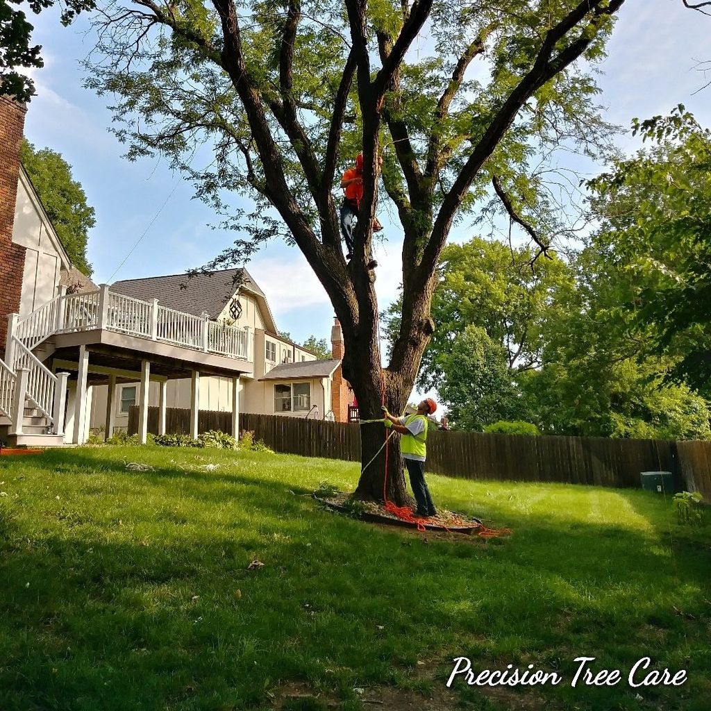 Precision Tree Care & Property Maintenance LLC