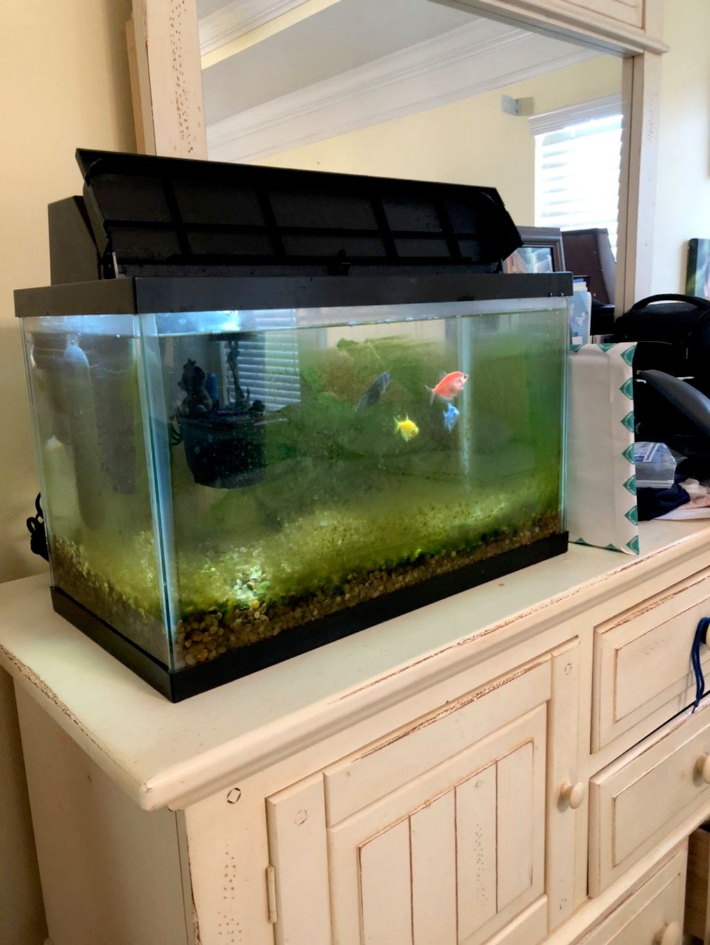 Aquarium Maintenance Jacksonville Fl - Ocean Floor AquariumsOcean Floor Aquariums  Jacksonville FL - Jacksonville's Aquarium Service and Maintenance Company -  Call Today 904-230-0074