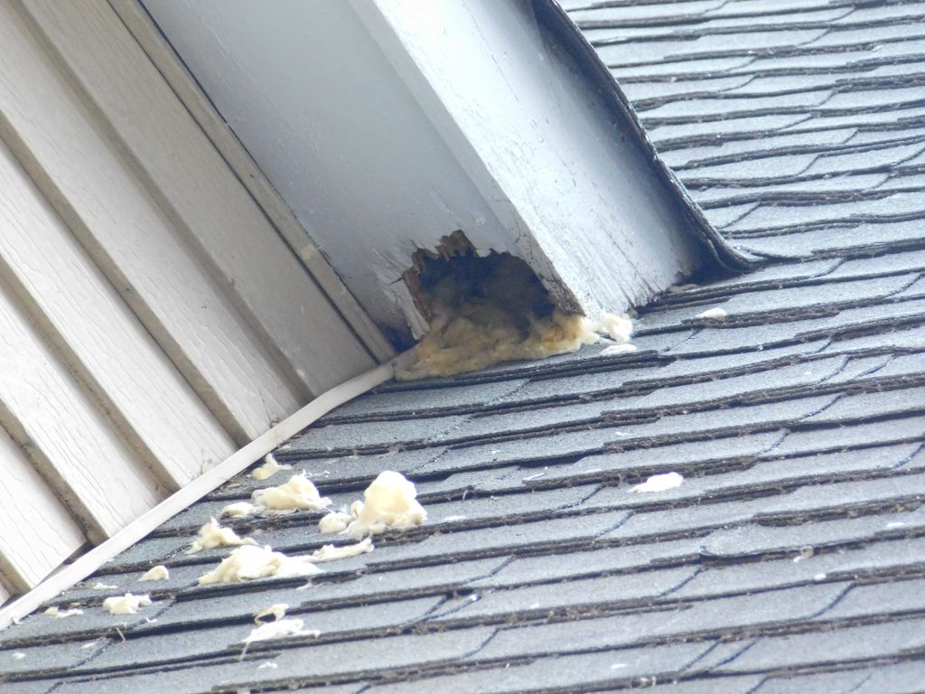 Rodents & pests