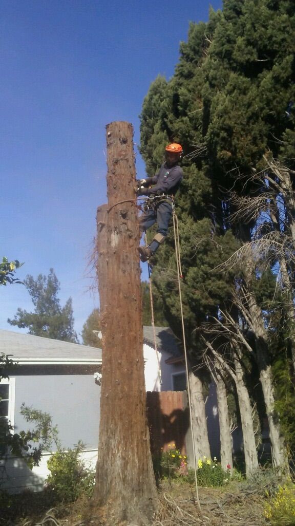 Nery's Tree Service & Hauling