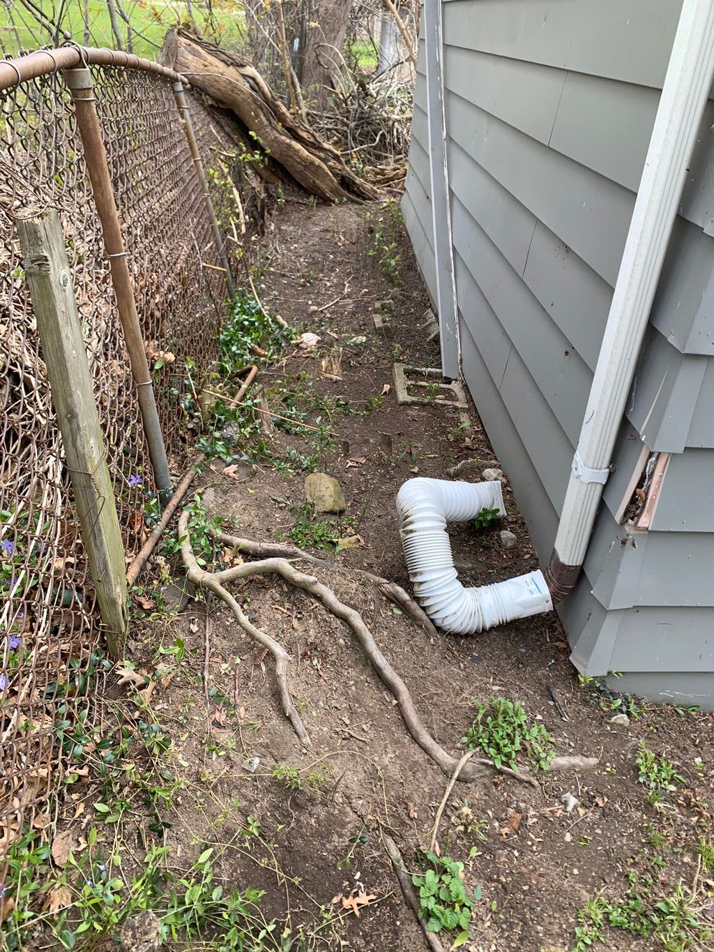 After leaf removal 