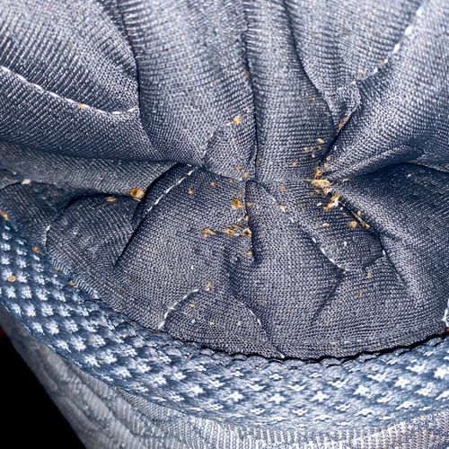 Bed bugs located along the fold of a mattress.