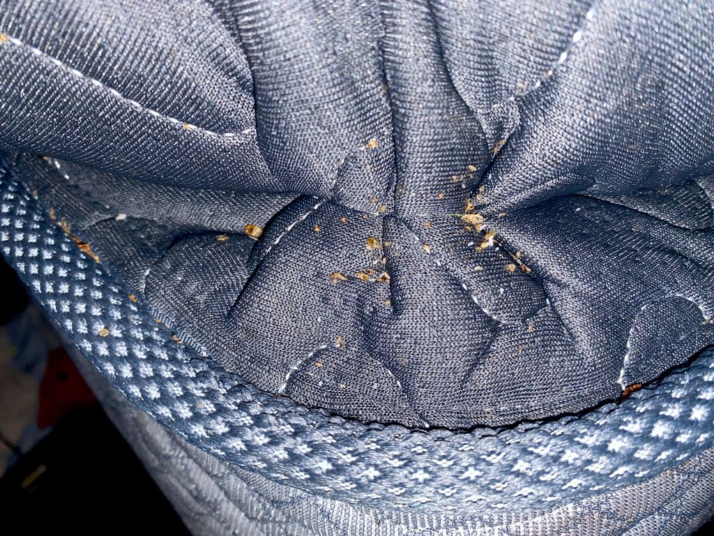 Bed bugs located along the fold of a mattress.