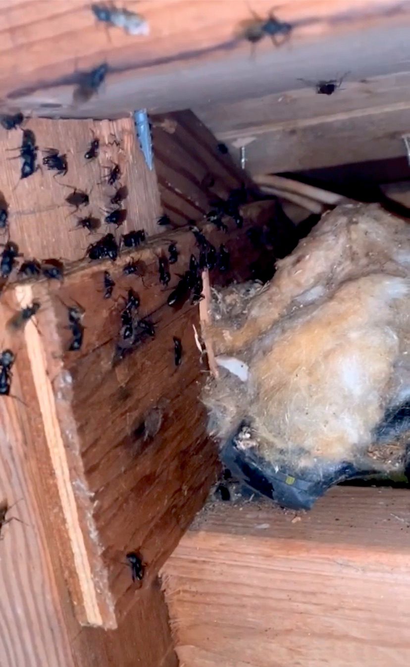 Call us today if you’re having a carpenter ant iss