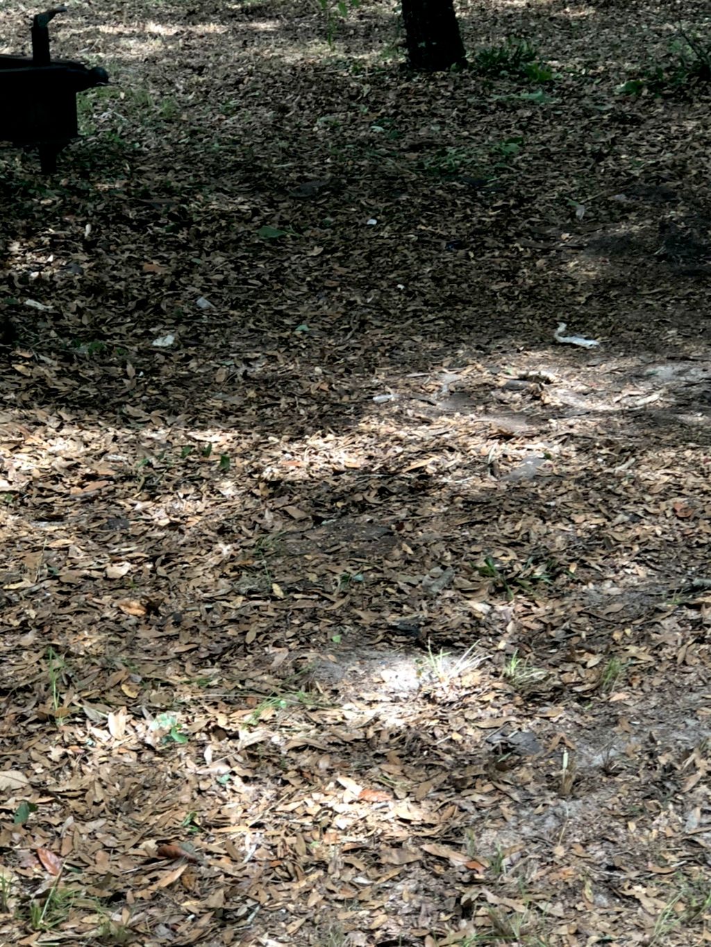 Yard cleanup 