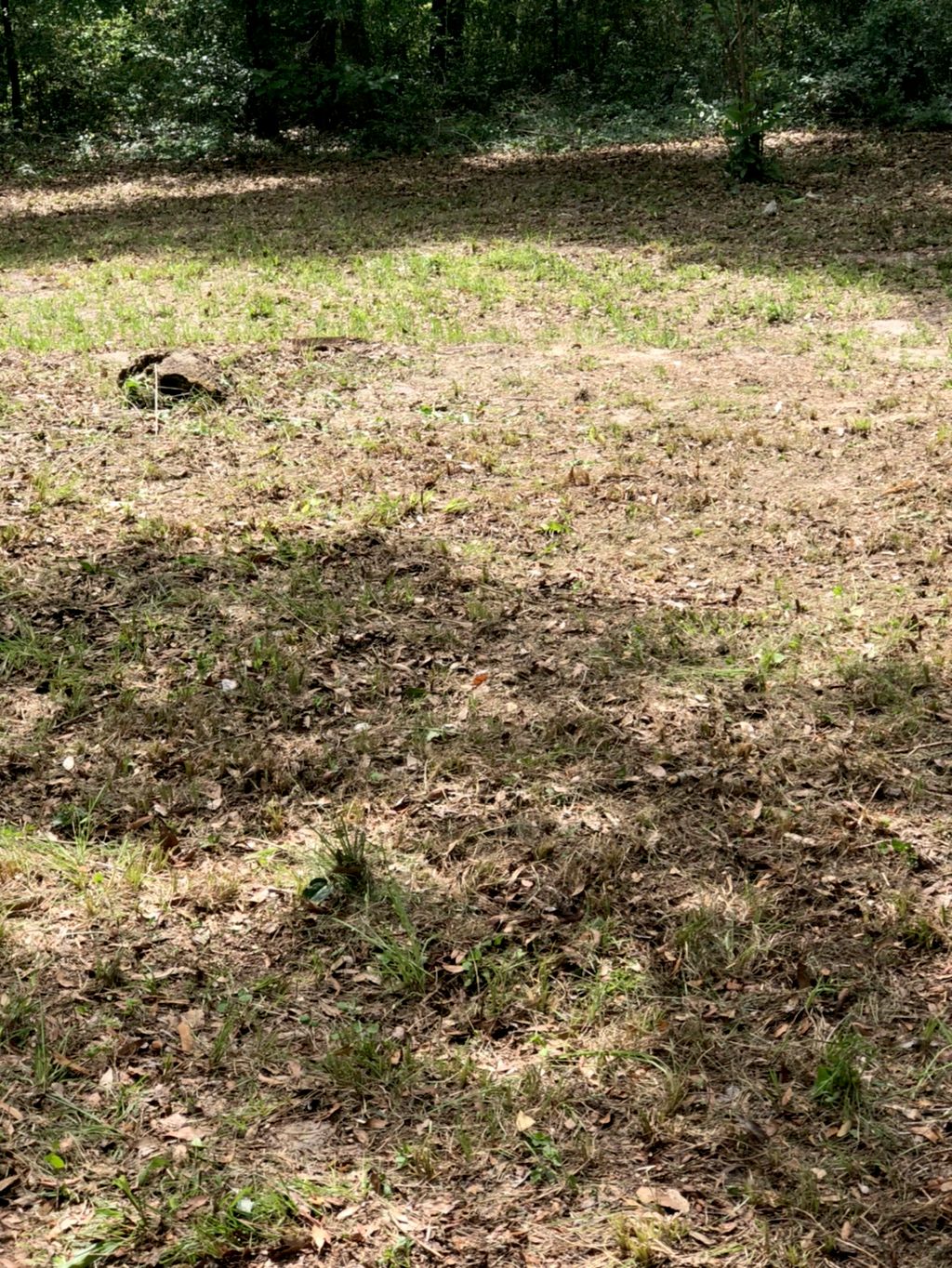 Yard cleanup 