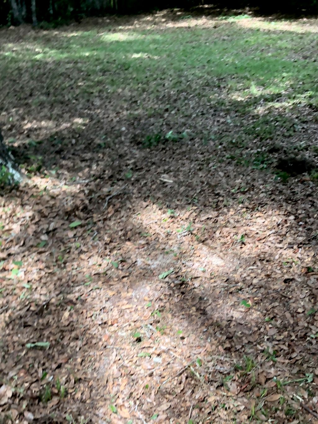 Yard cleanup 