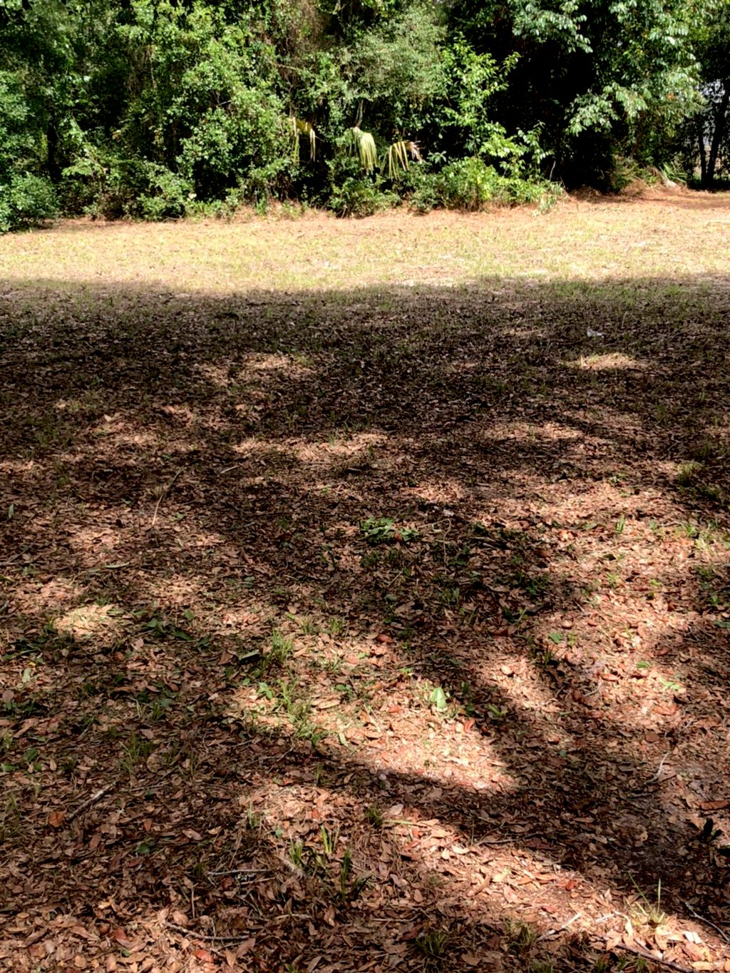 Yard cleanup 
