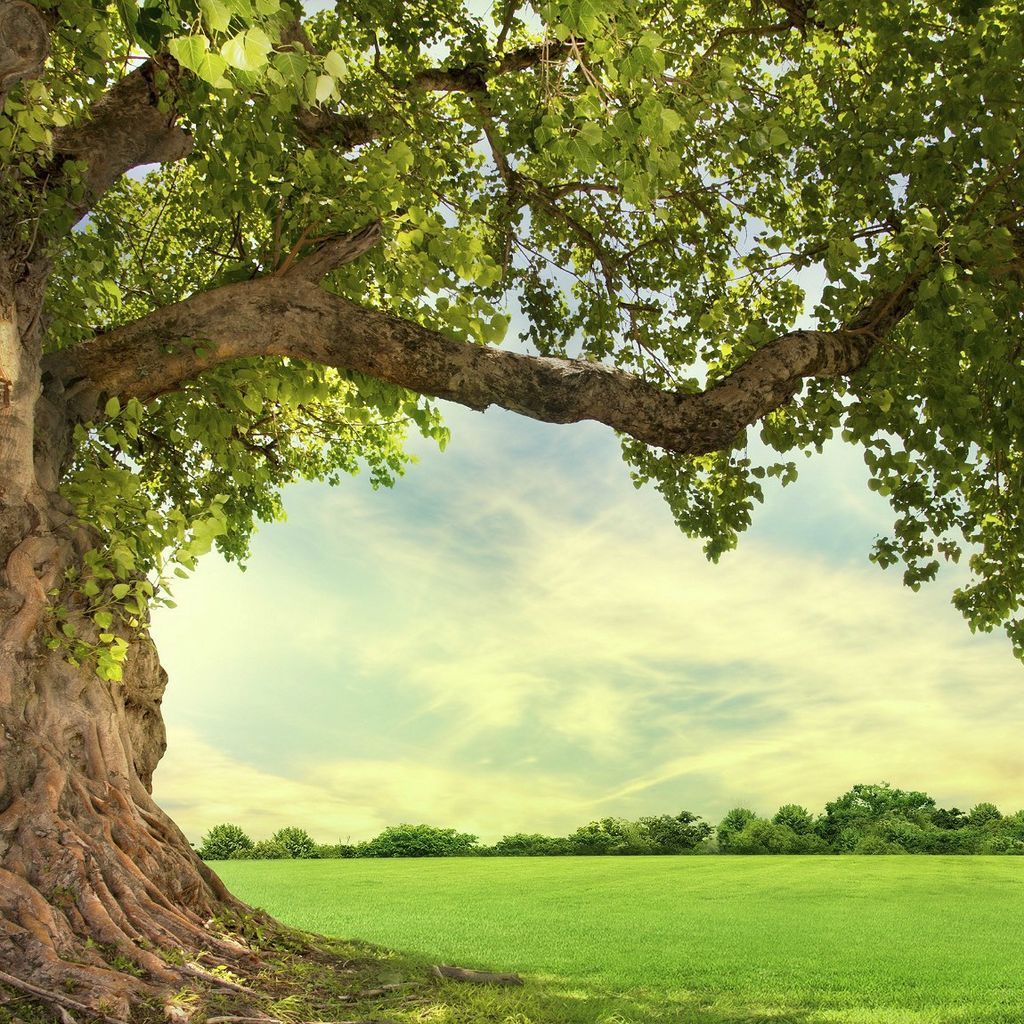 Dimond Tree Service, Inc