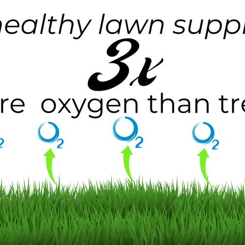 Let us help you breath easier with a healthy lawn!
