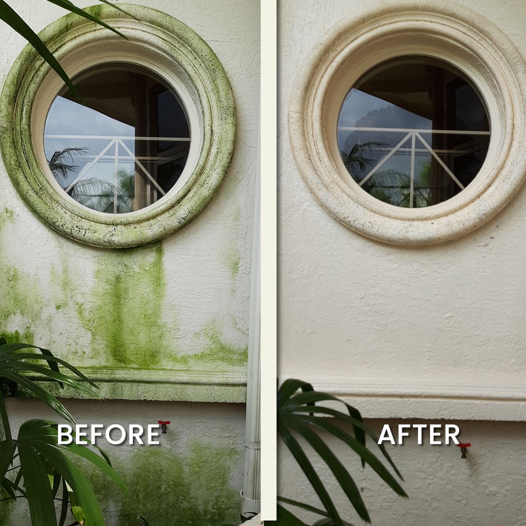 Kills Mold