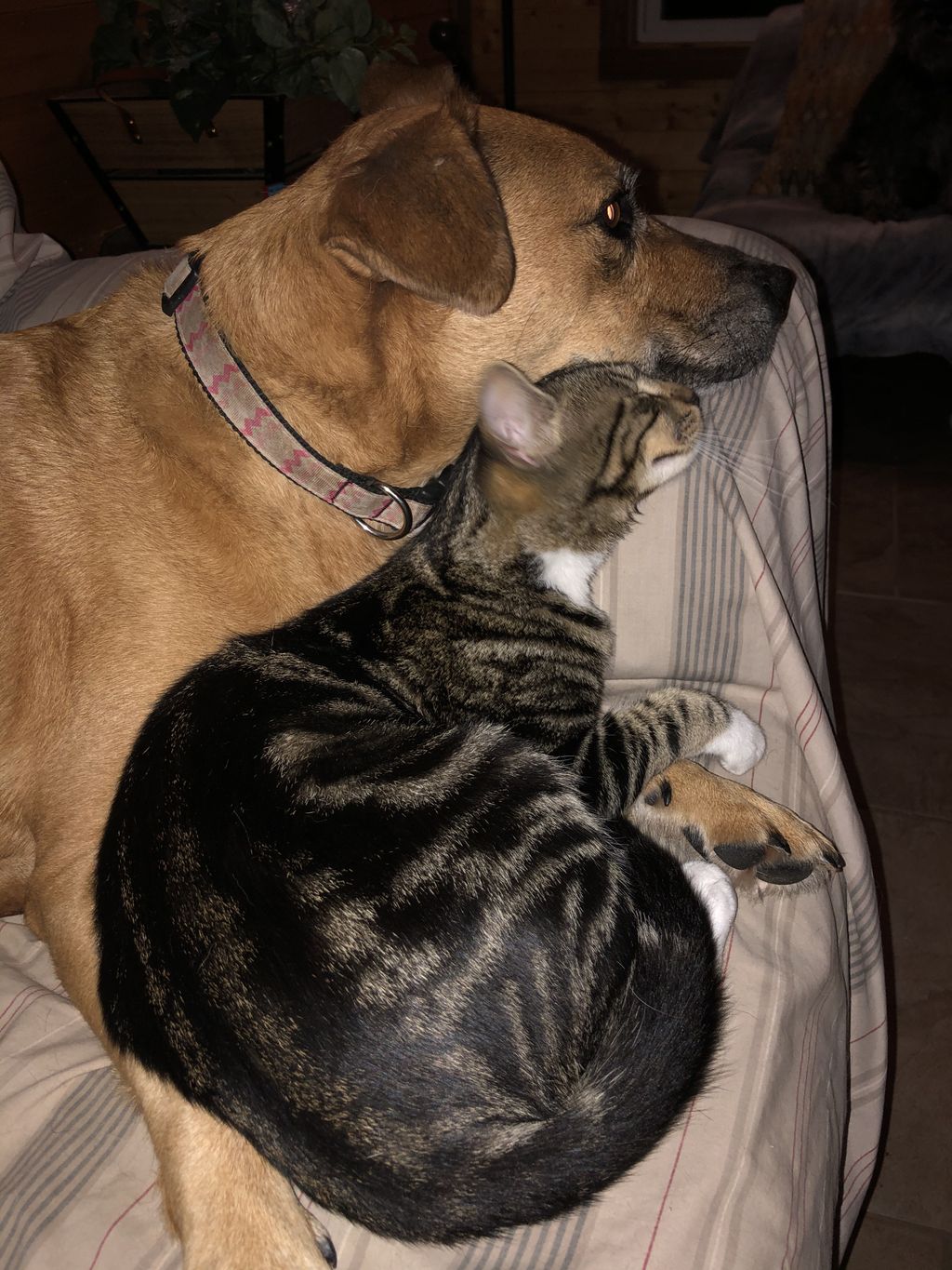Dusti and his cat