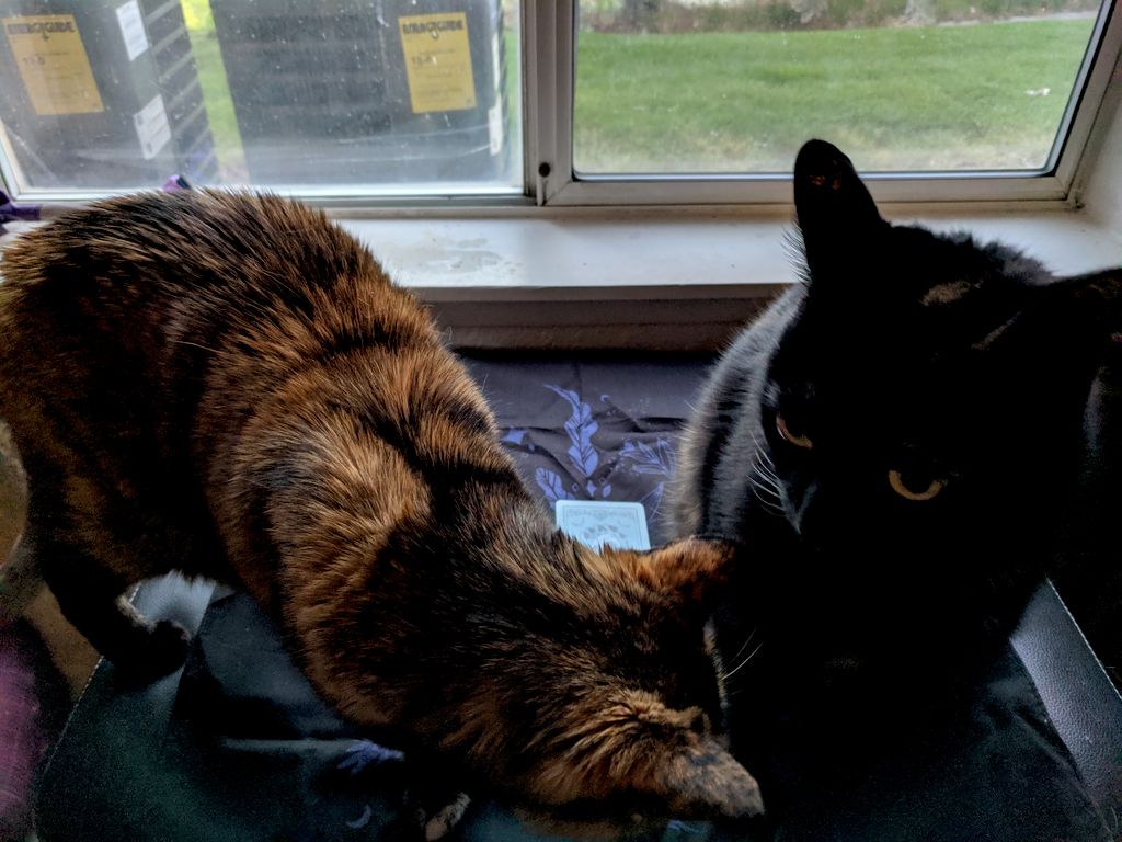 My kitties love to help me when I sit down to read