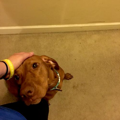 Lilly the Vizsla was happy to see me.