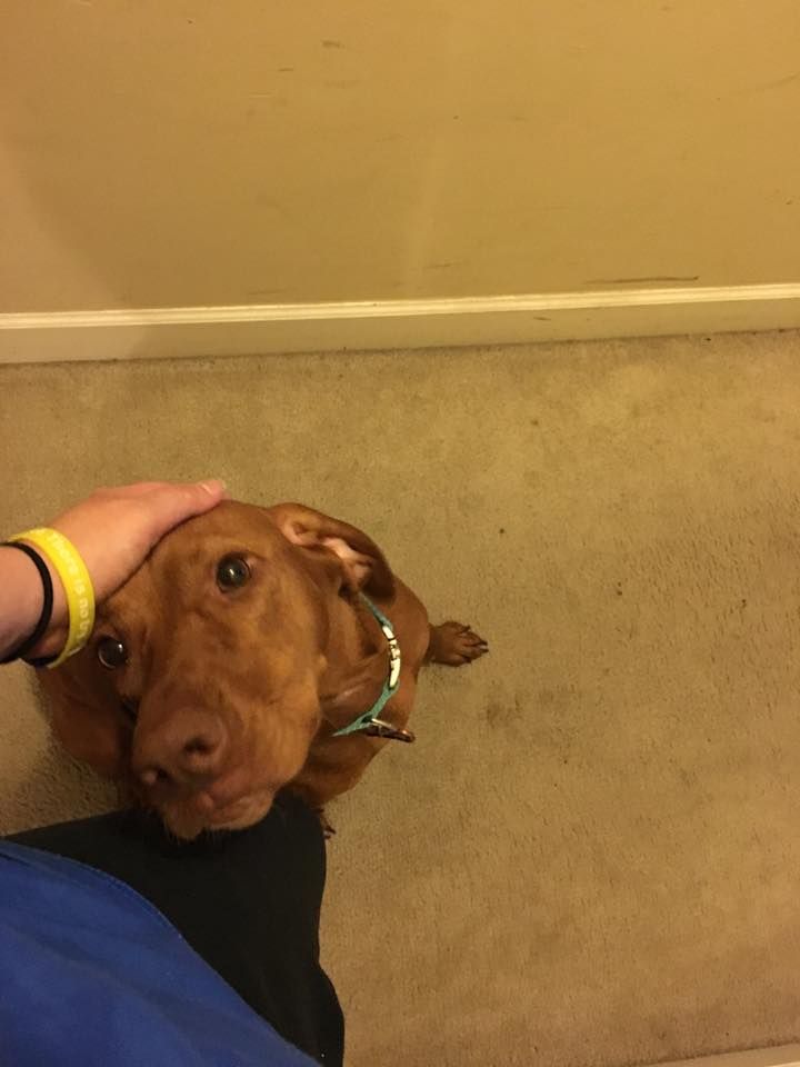 Lilly the Vizsla was happy to see me.