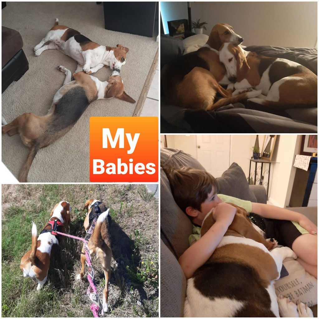 Dixie (bassett) and Molly (foxhound)