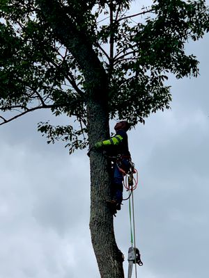 Avatar for Sosa tree service lawn care