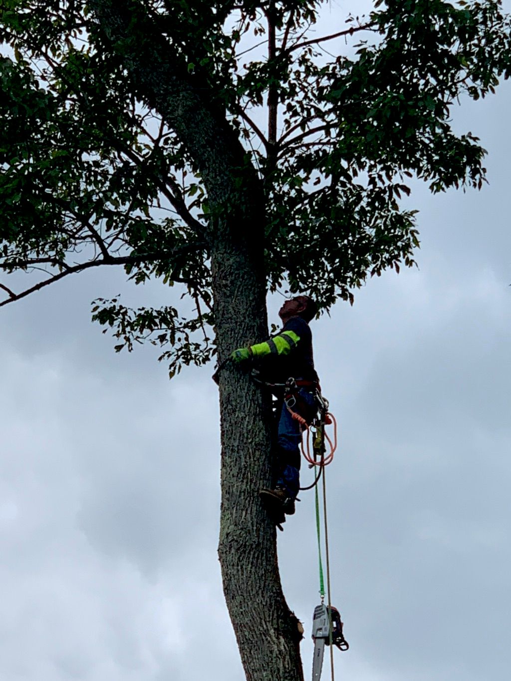 Sosa tree service lawn care