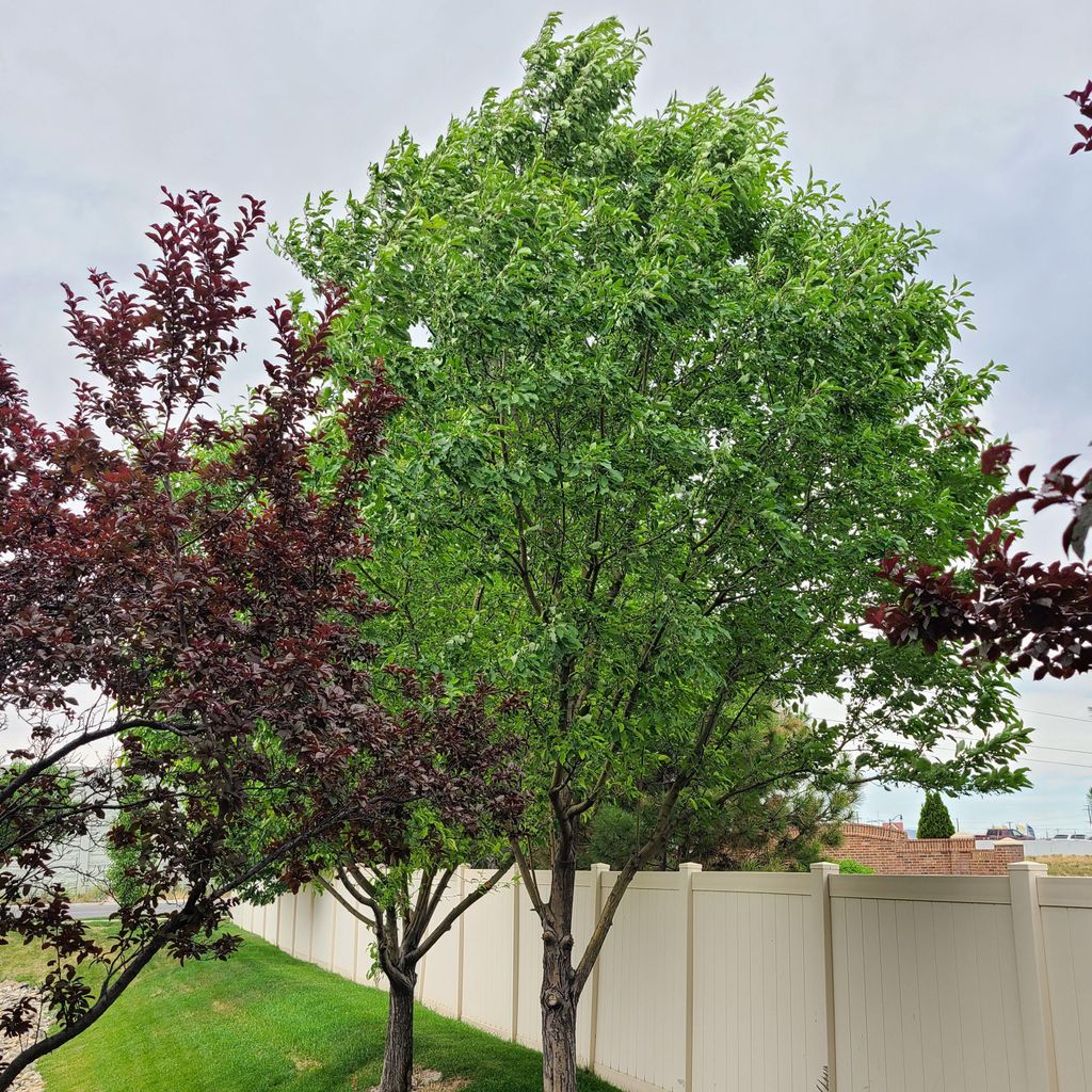Pro Tree Enterprise