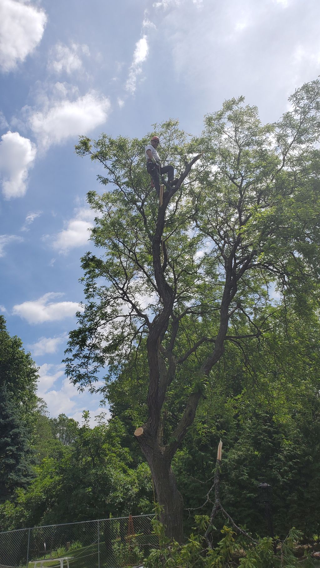 Tree Trimming and Removal